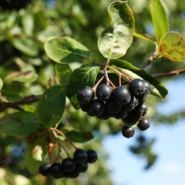 Buy Aronia Black Chokeberry The Tree Center