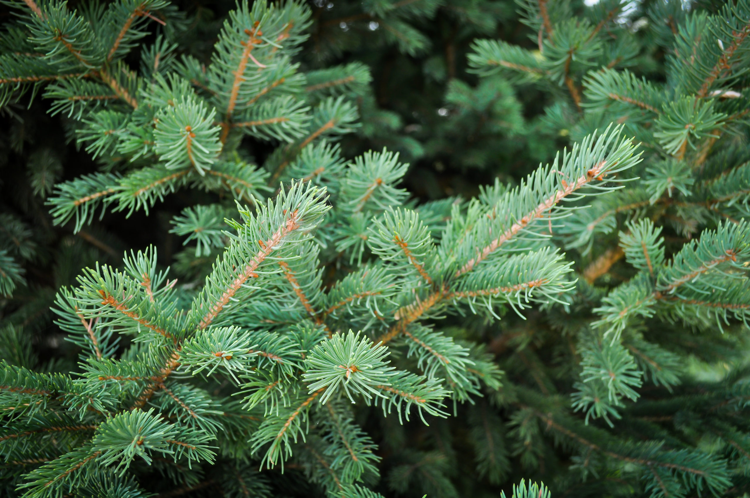 Mistletoe'S Amazing Survival Secret: The Spruce Tree Connection - 0kmd614
