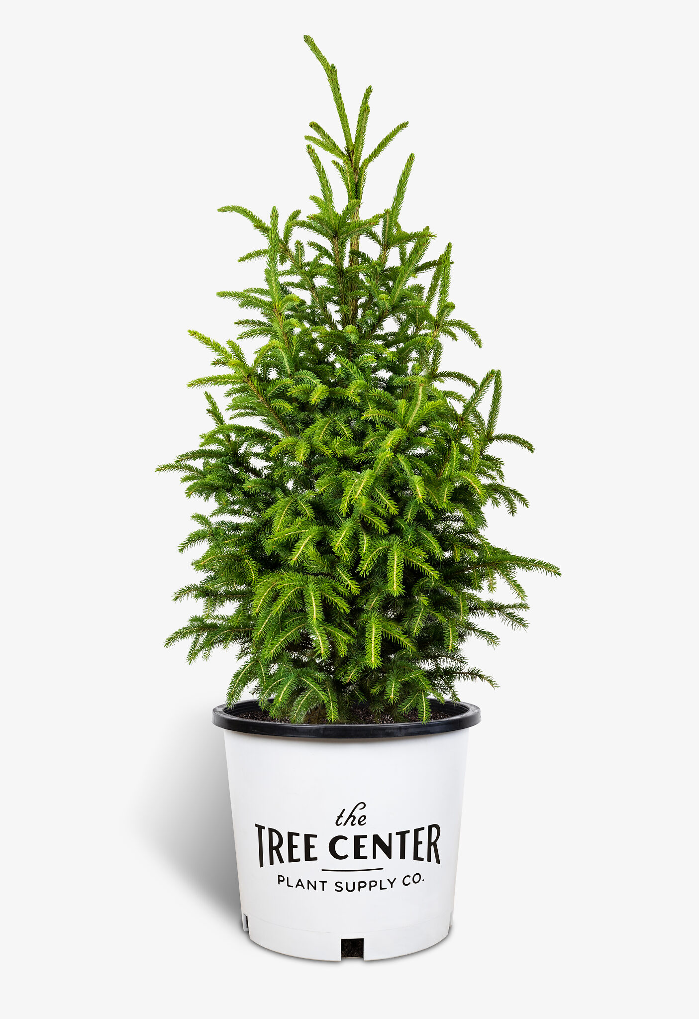 Black Hills Spruce Trees For Sale The Tree Center