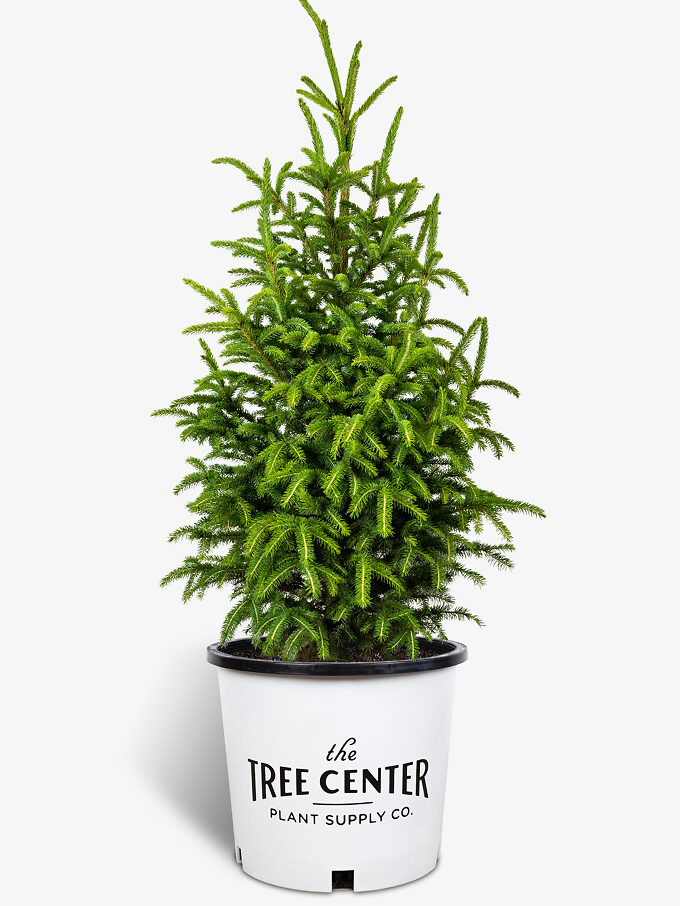 Buy Spruce Trees Online Spruce Trees for Sale The Tree Center