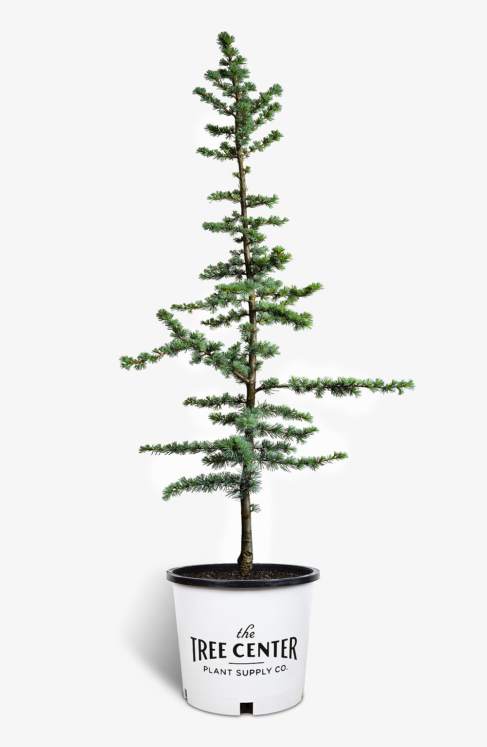 Blue Atlas Cedar For Sale Online The Tree Center