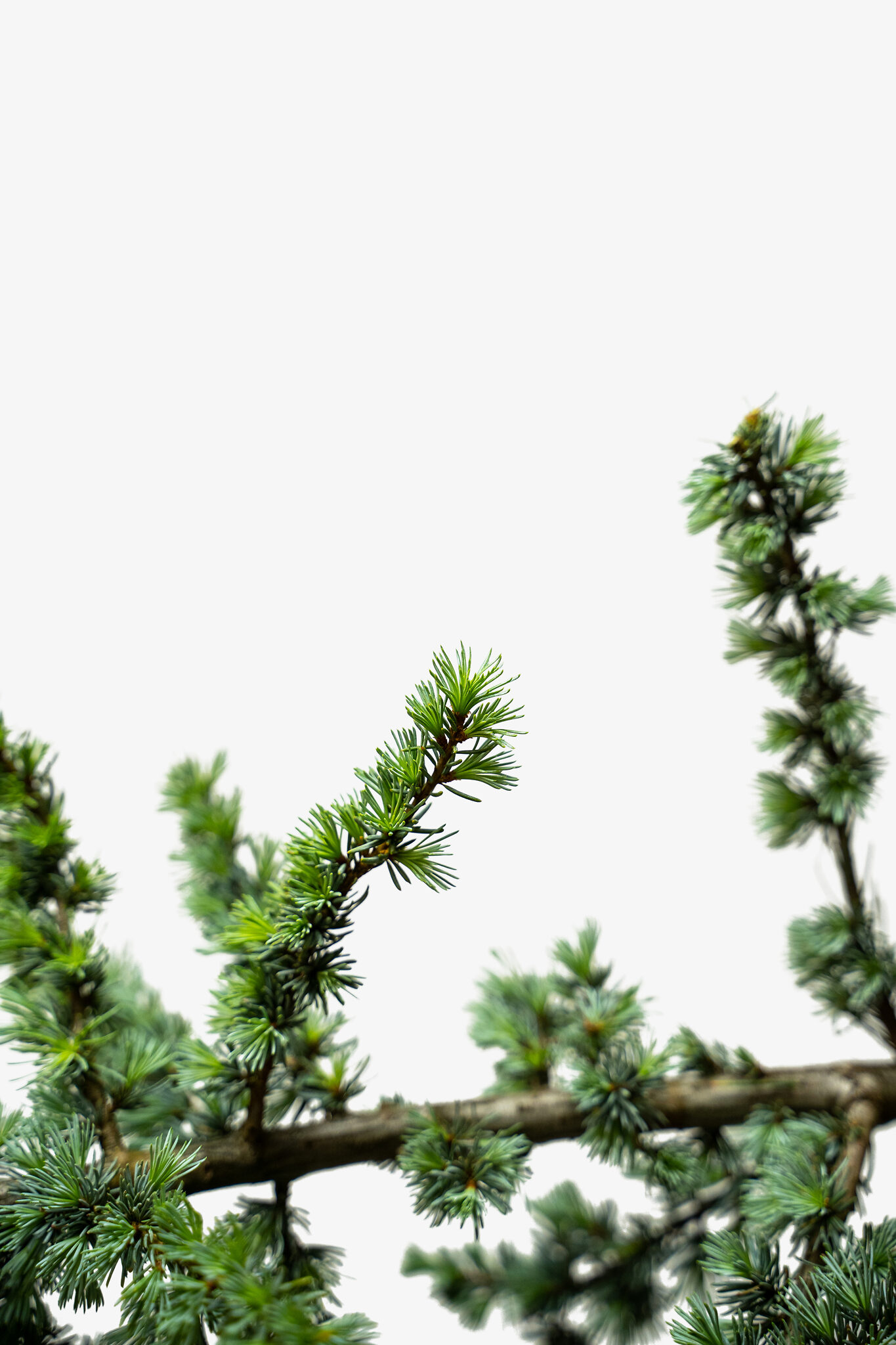 Blue Atlas Cedar For Sale Online | The Tree Center Blue Atlas Cedar Tree For Sale