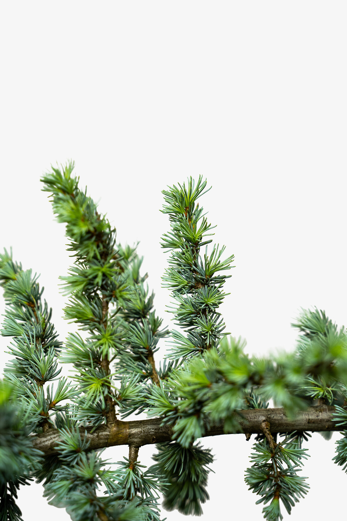 Blue Atlas Cedar Tree For Sale