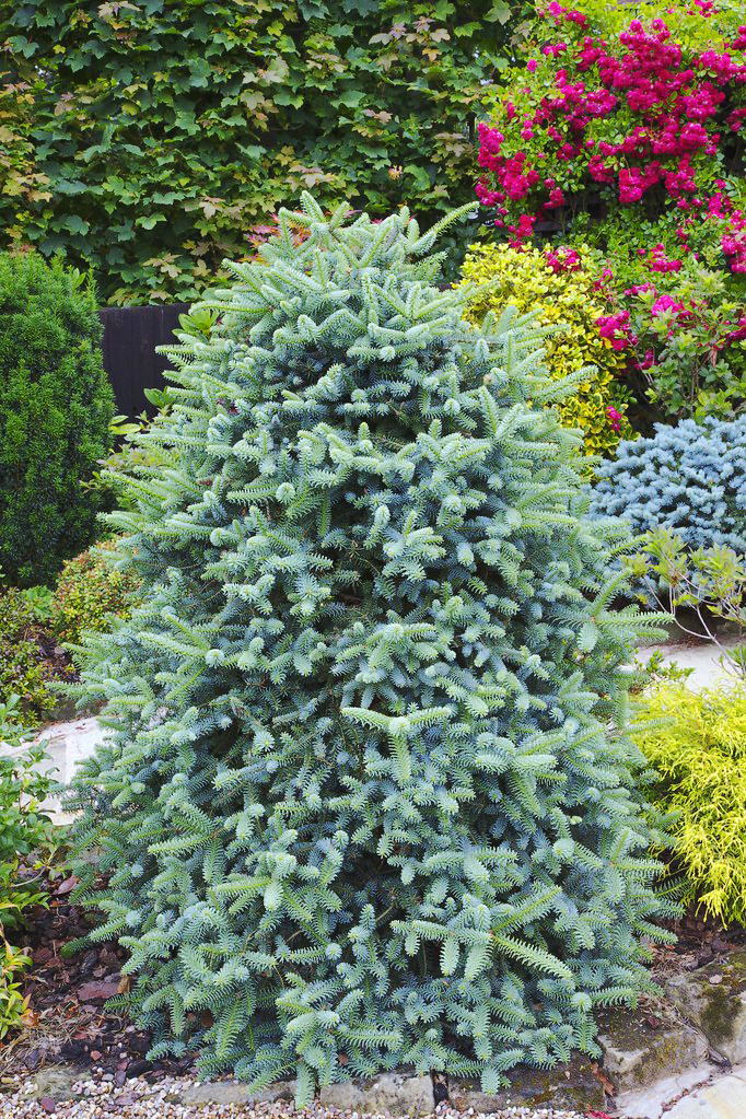 Blue Spanish Fir Trees For Sale Online The Tree Center