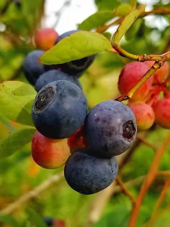 Brightwell Blueberry Bush