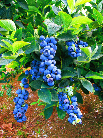 Bluegold Blueberry