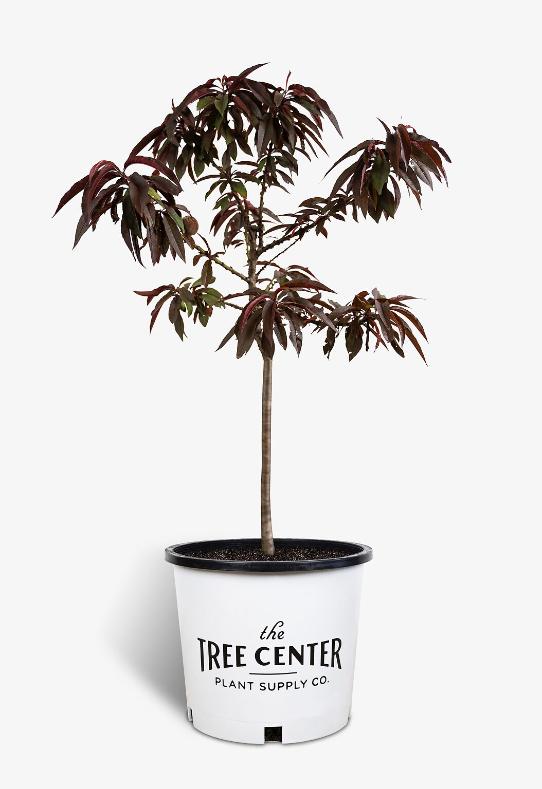 Bonfire Patio Peach Tree For Sale Online The Tree Center