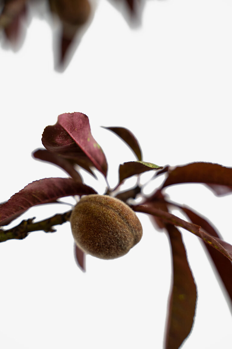 Bonfire Patio Peach Tree For Sale Online The Tree Center