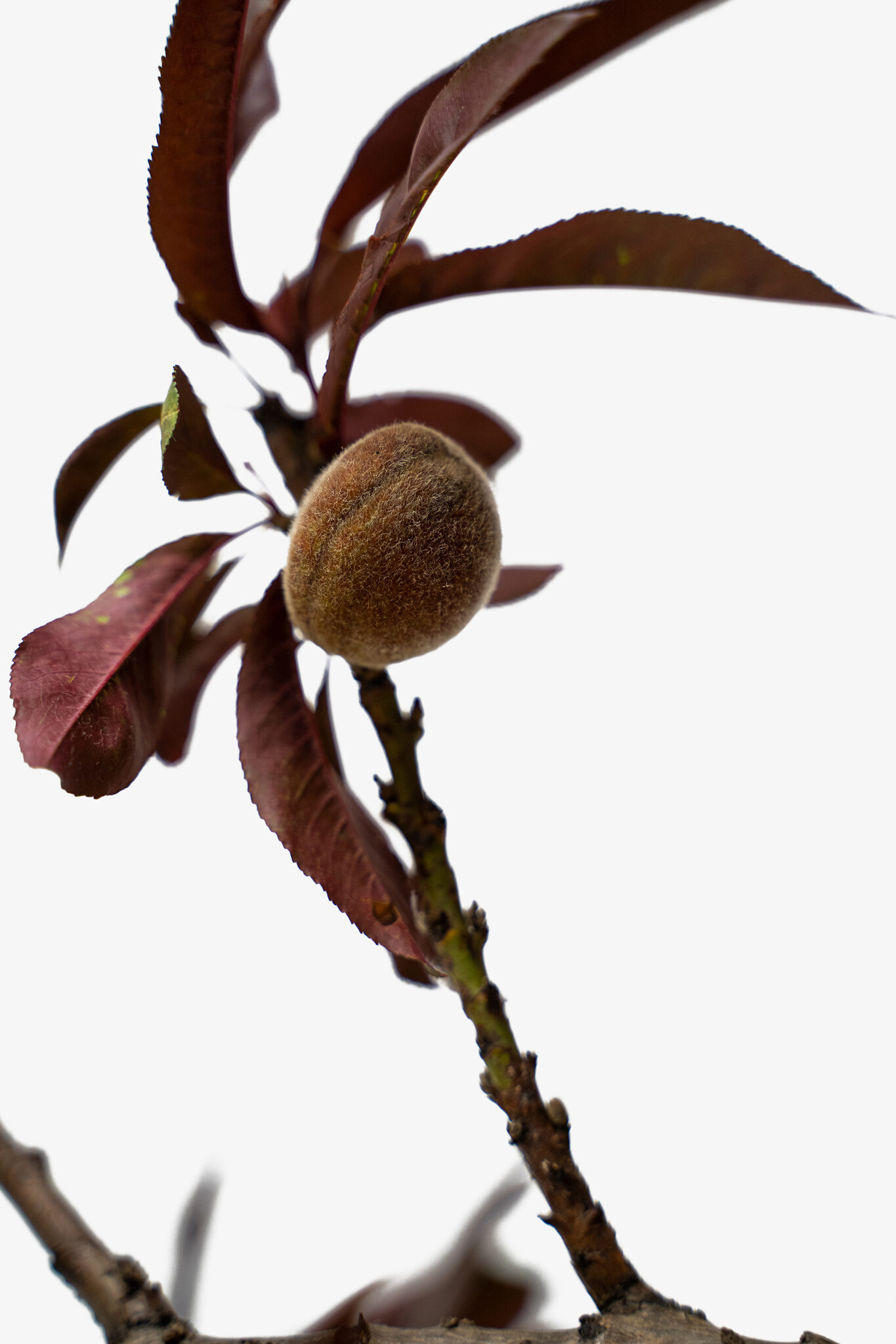 Bonfire Patio Peach Tree For Sale Online The Tree Center