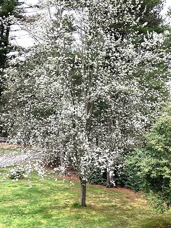 Bradford Pear Tree