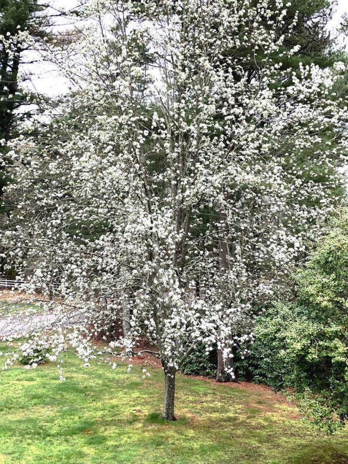 Pineapple Pear Tree For Sale Online The Tree Center