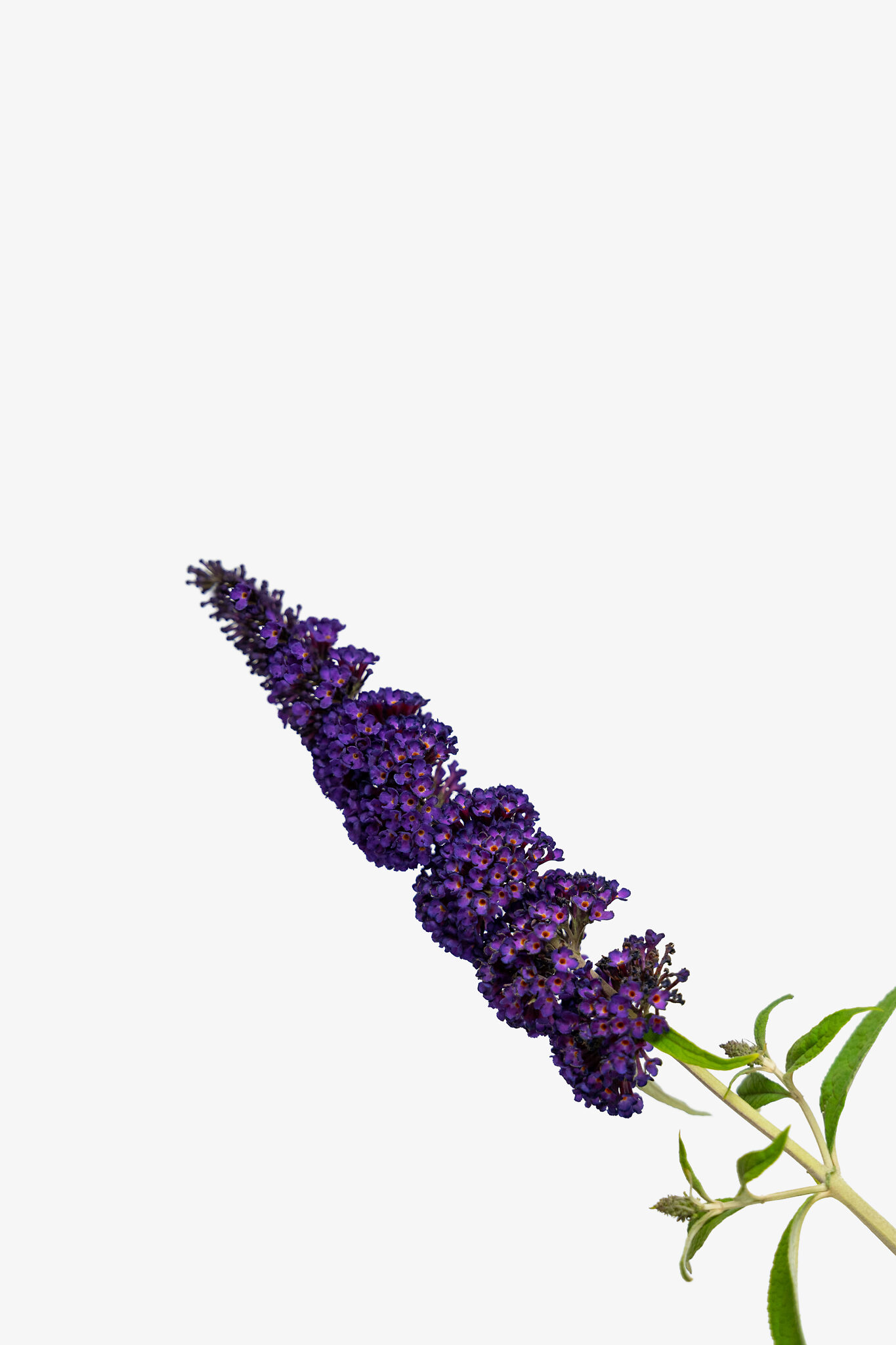 Black Knight Butterfly Bush For Sale The Tree Center