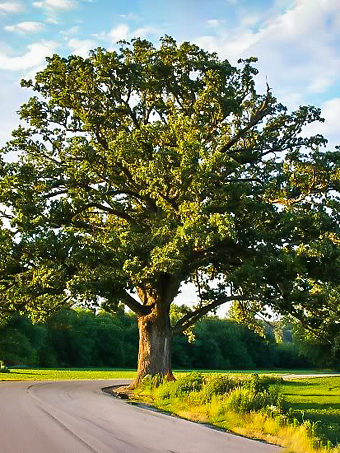 Buy Oak Trees Oak Trees For Sale The Tree Center