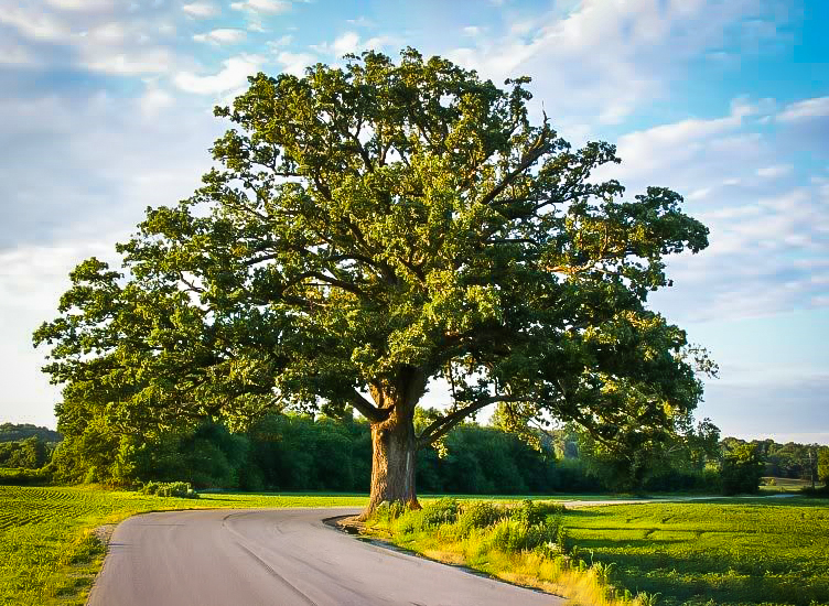 Bur Oak Tree