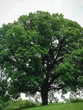 Bur Oak Tree