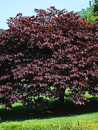 Burgundy Hearts Redbud