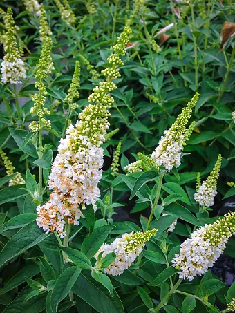 Miss Pearl Butterfly Bush