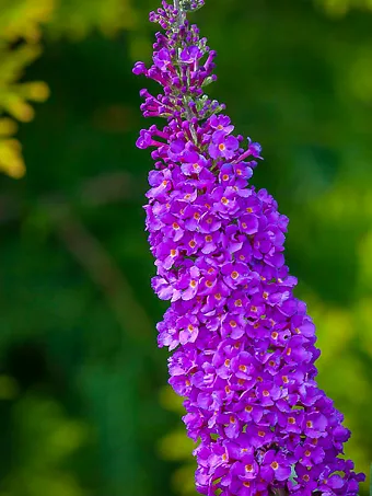 Miss Violet Butterfly Bush