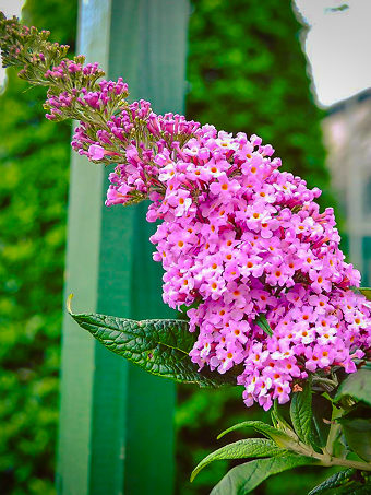 Pugster® Pink Butterfly Bush