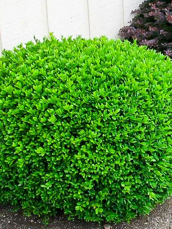 Winter Gem Boxwood