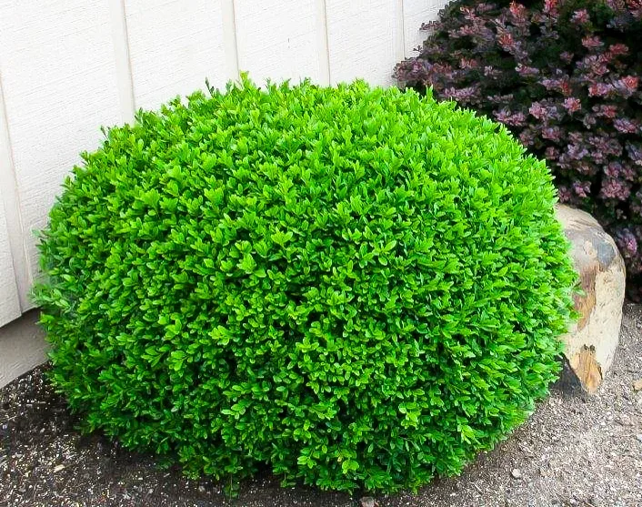 Image of Winter Gem boxwood (Buxus sempervirens 'Winter Gem') free to use