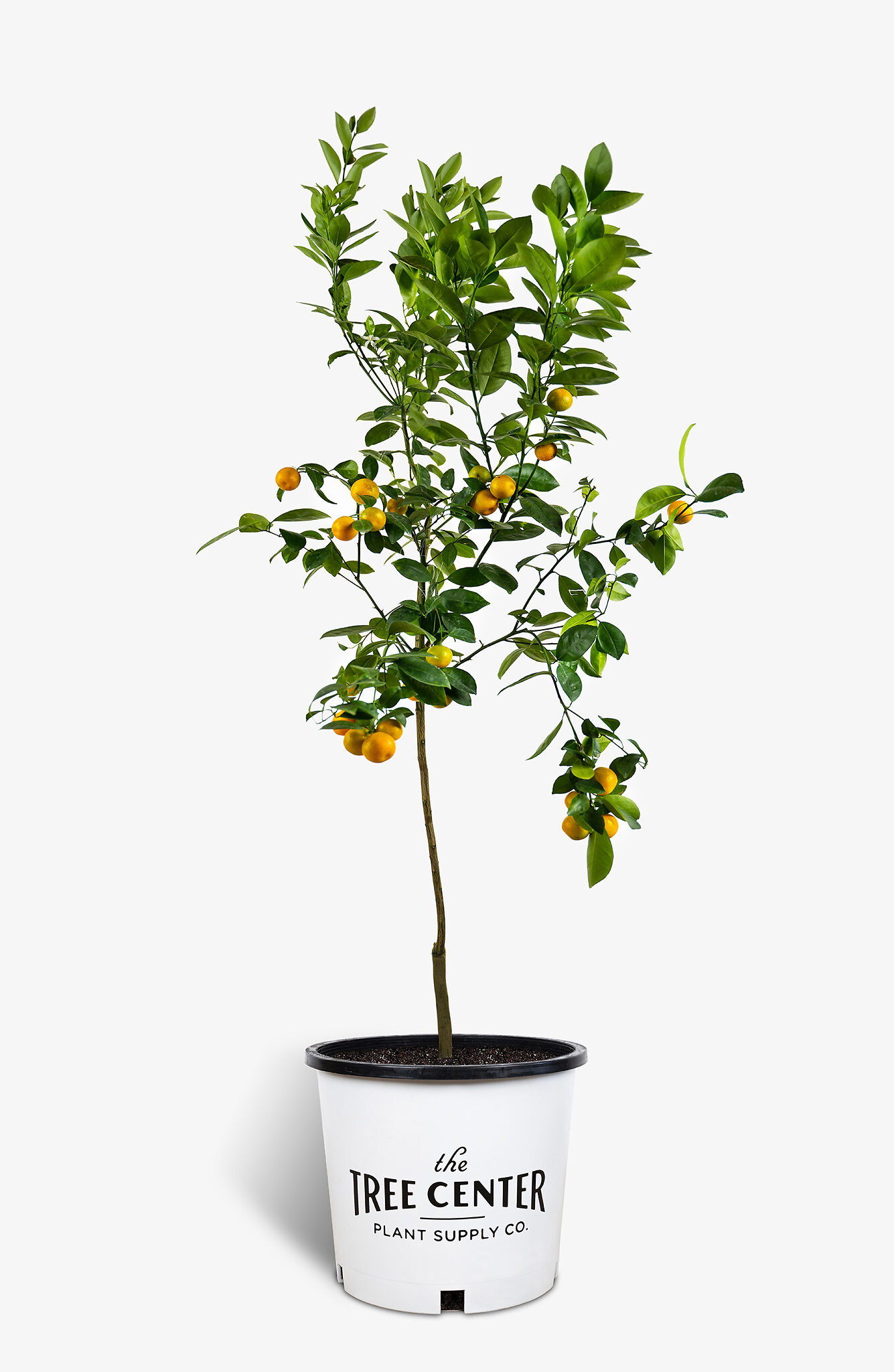 Calamondin Orange Tree For Sale Online The Tree Center