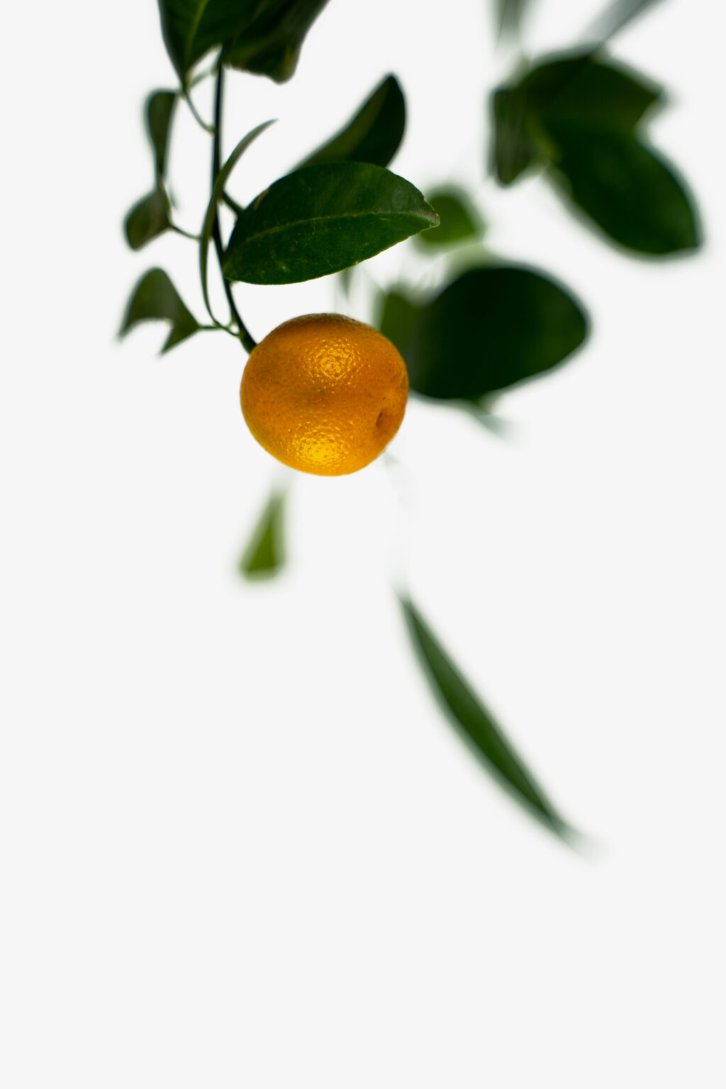 Calamondin Orange Tree For Sale Online