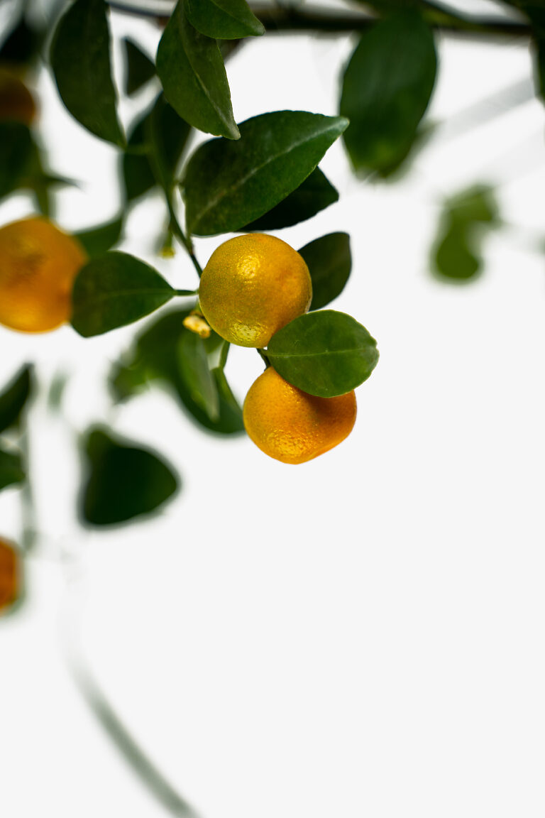 Calamondin Orange Tree For Sale Online