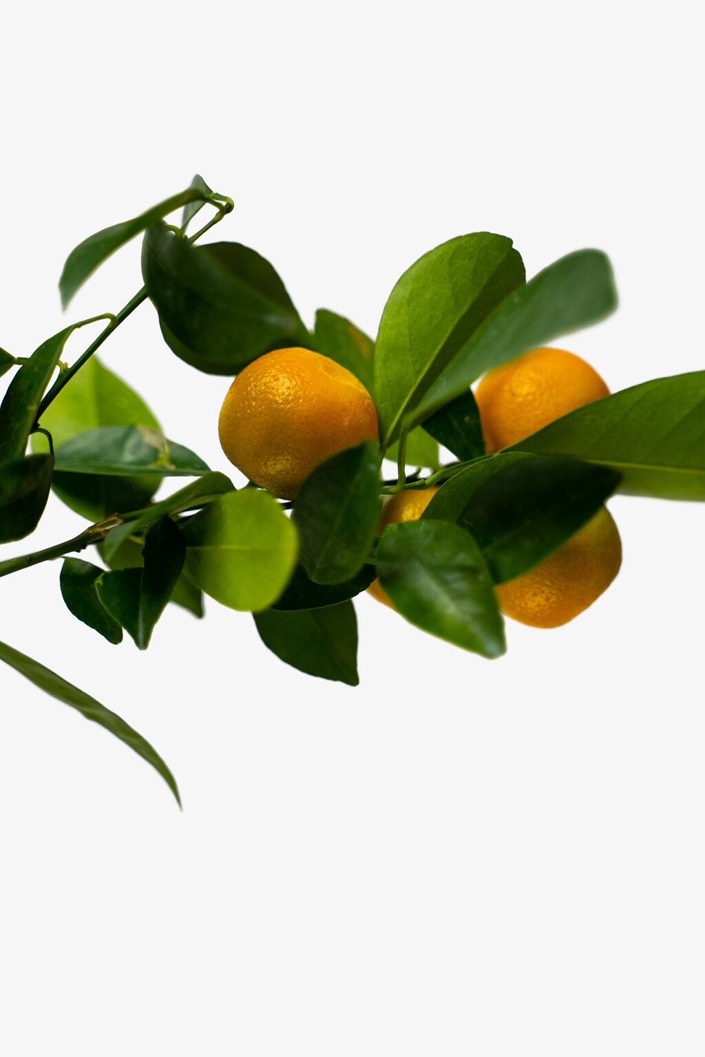 Calamondin Orange Tree For Sale Online The Tree Center