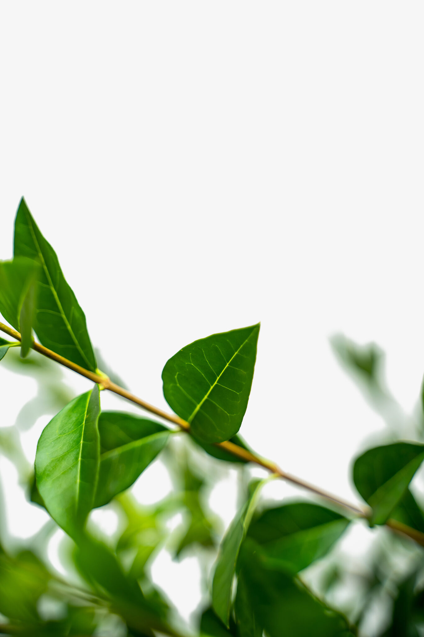 California Privet For Sale The Tree Center