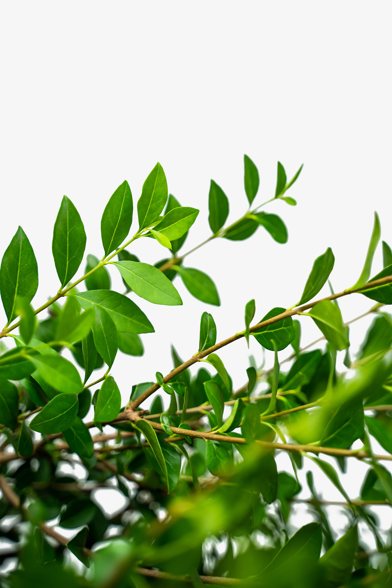 California Privet For Sale The Tree Center