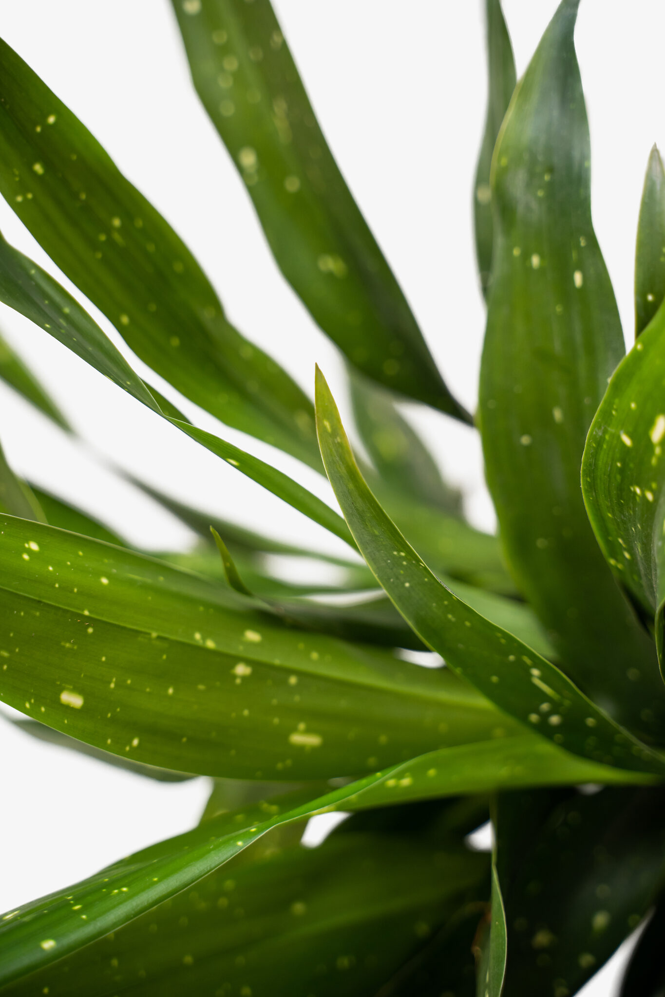 Cast Iron Plants For Sale Online The Tree Center