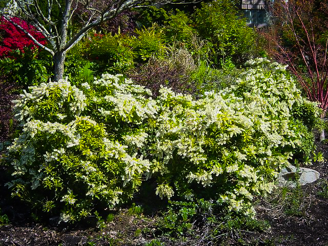pieris cavatine japonica dwarf prelude garden shade tree currently unavailable front