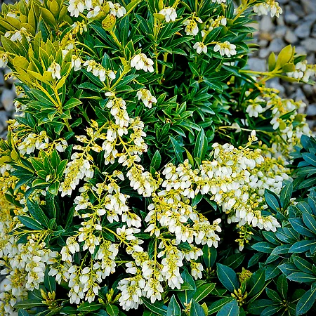 Pieris