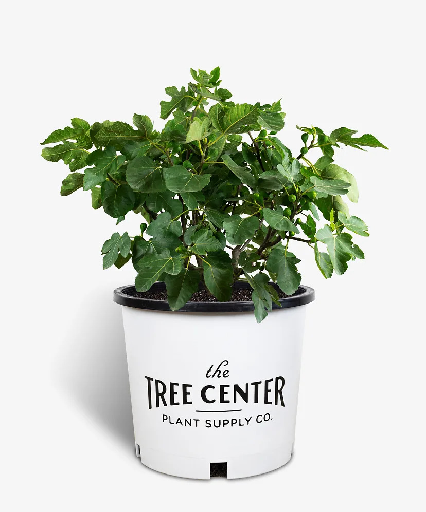 Celeste Fig Trees For Sale The Tree Center 