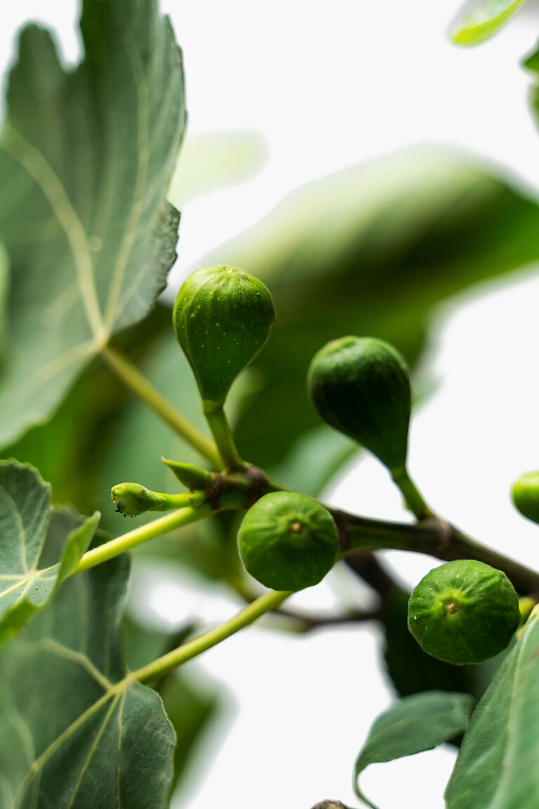 Celeste Fig Trees For Sale | The Tree Center