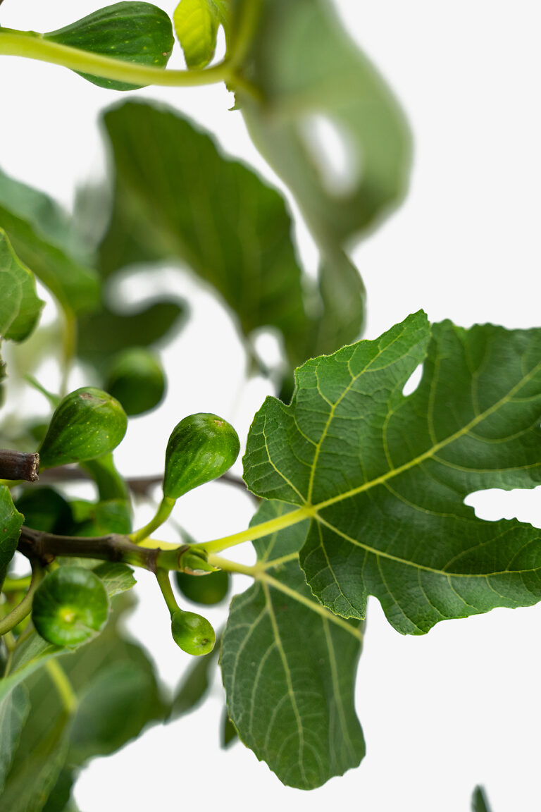 Celeste Fig Trees For Sale The Tree Center