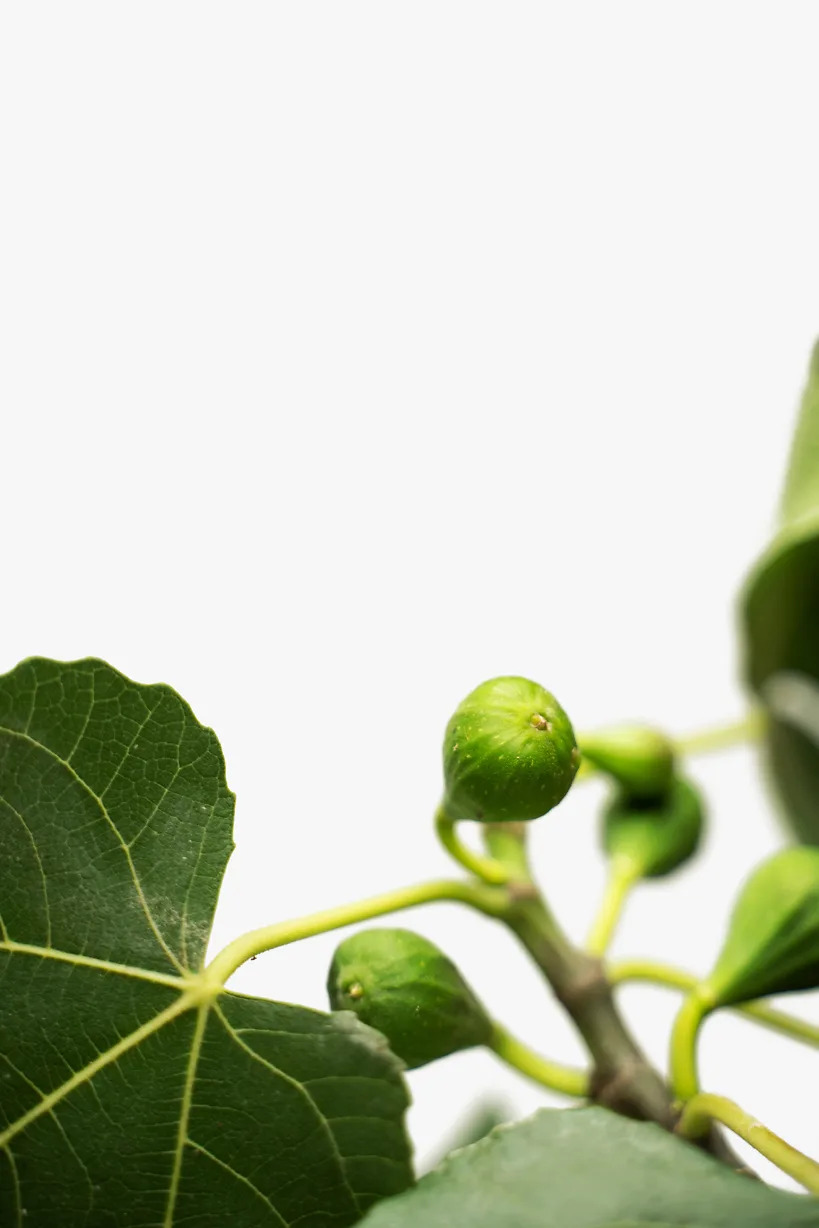 Celeste Fig Trees For Sale The Tree Center 