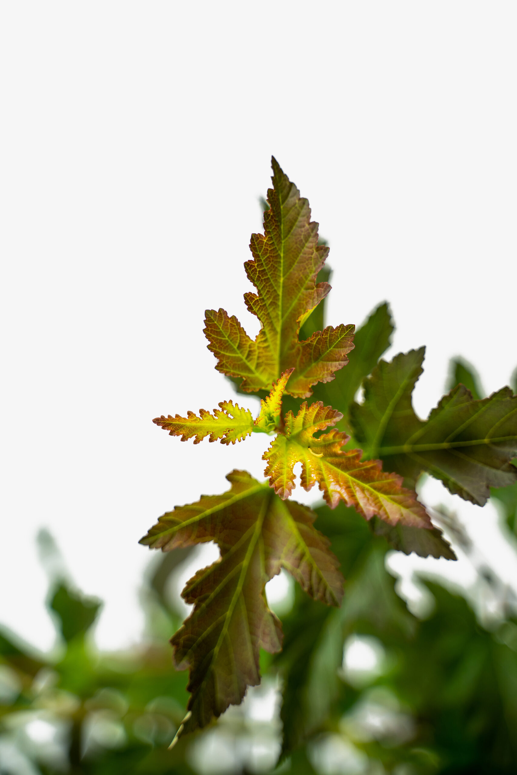 Center Glow Ninebark For Sale Online | The Tree Center