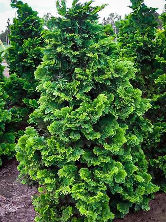 Compact Hinoki Cypress