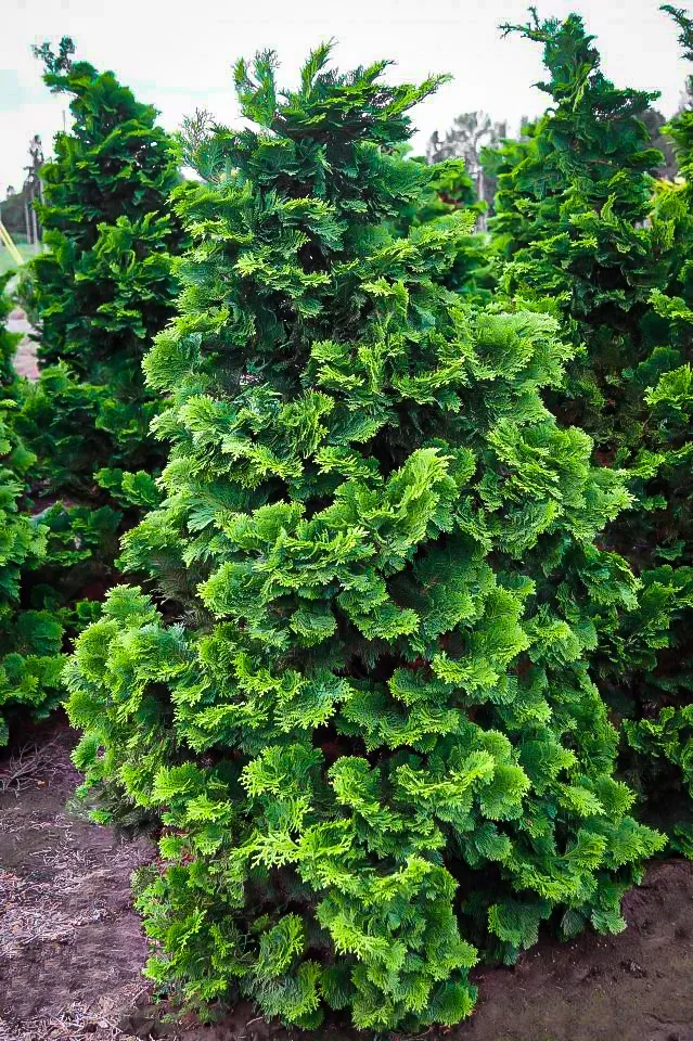 Compact Hinoki Cypress For Sale Online | The Tree Center