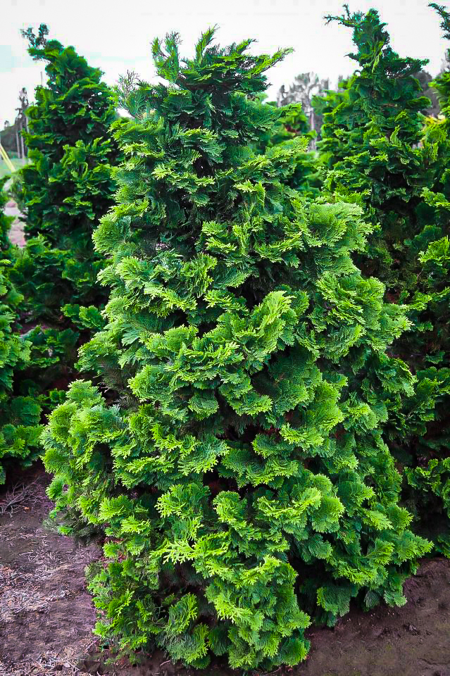 Compact Hinoki Cypress For Sale Online The Tree Center,How Long To Cook 1 Inch Pork Chops