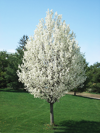 Chanticleer® Pear Tree