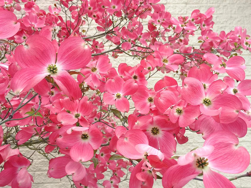 Cherokee Chief Dogwood Trees For Sale | The Tree Center