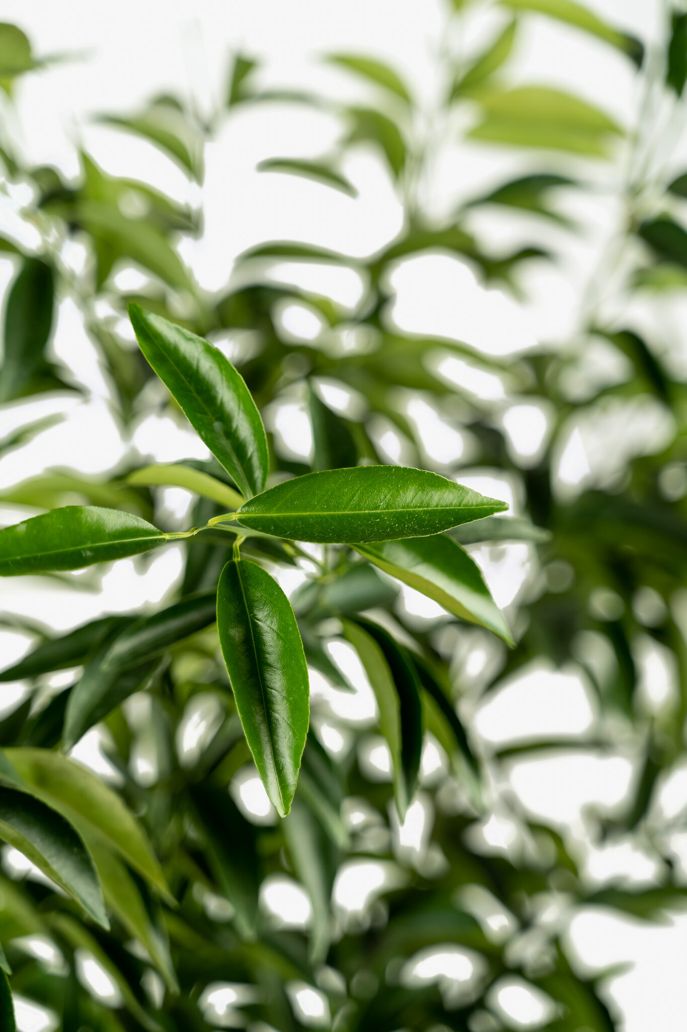 Clementine Bush For Sale Online The Tree Center