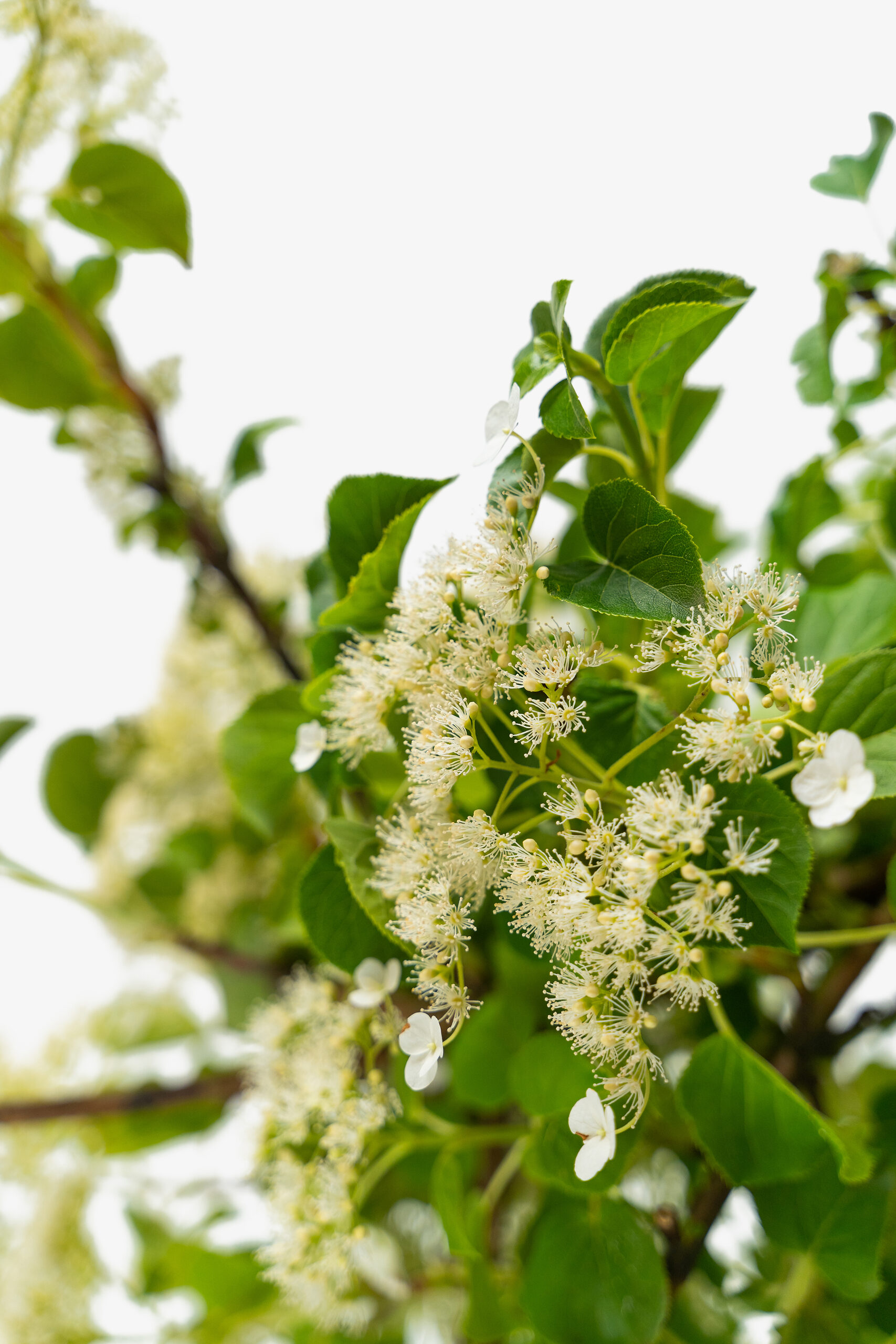 Climbing Hydrangeas For Sale Online | The Tree Center