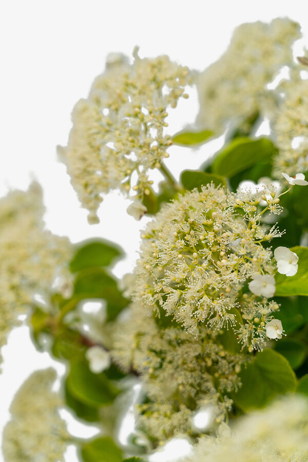 Climbing Hydrangeas For Sale Online | The Tree Center
