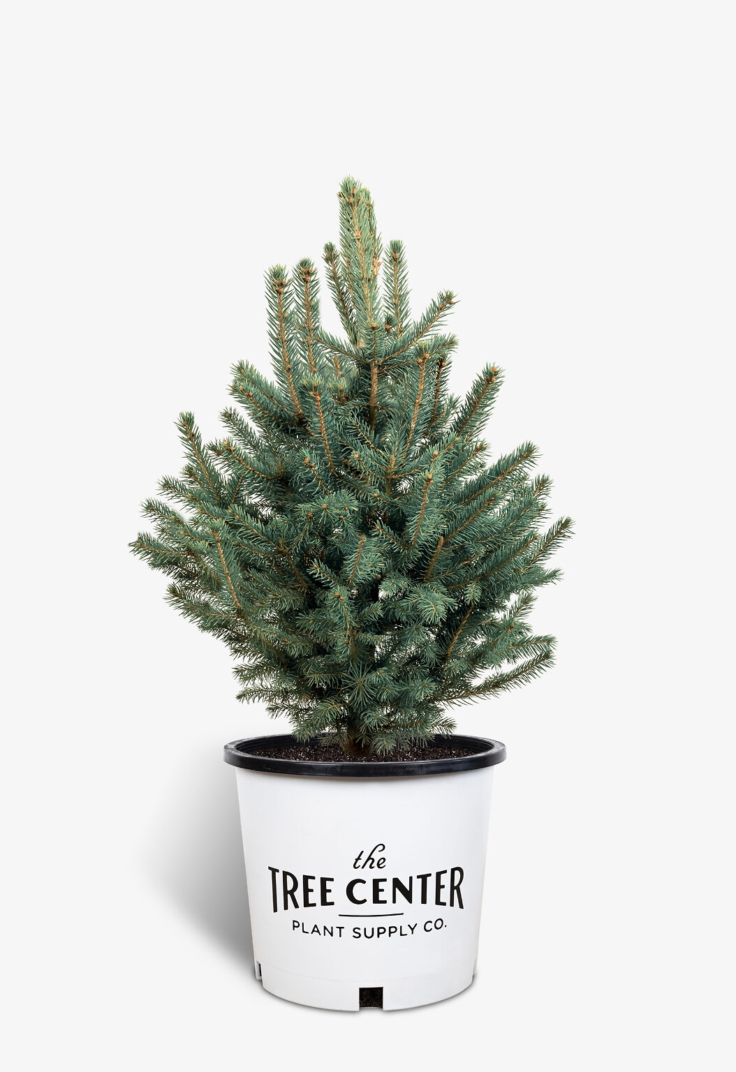 Colorado Blue Spruce For Sale Online | The Tree Center