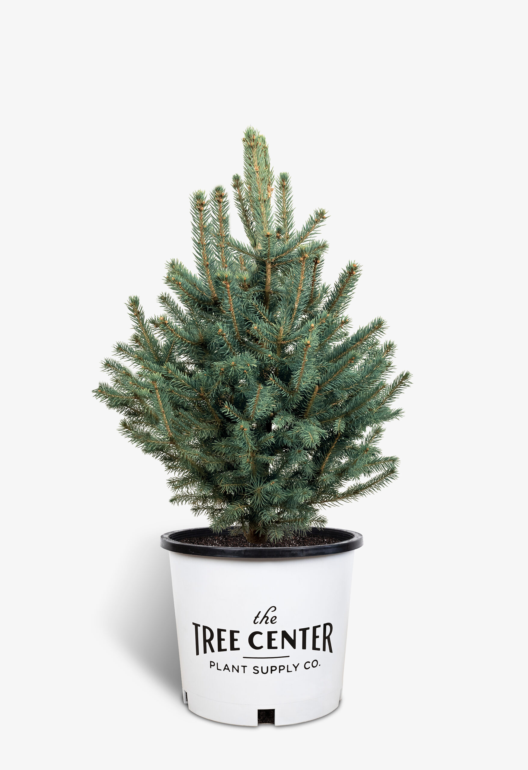 Colorado Blue Spruce