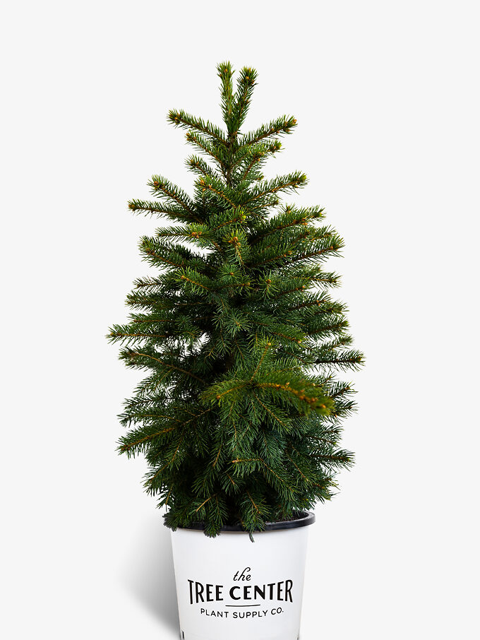 Buy Spruce Trees Online Spruce Trees for Sale The Tree Center